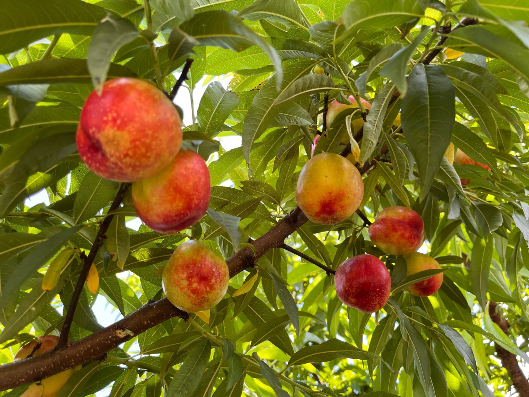 Pêssegos maduros no pomar
